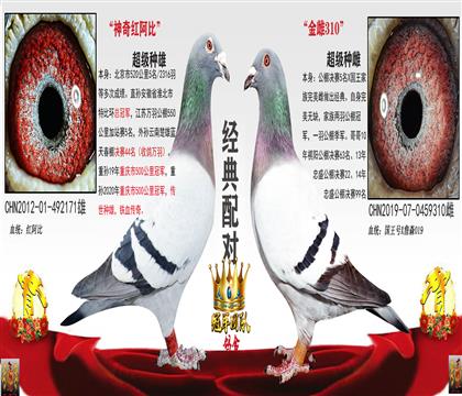 冠军团队鸽舍 - 中信网铭鸽展厅