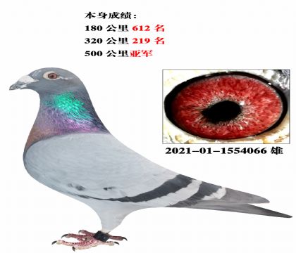 四川500公里信鸽图片图片