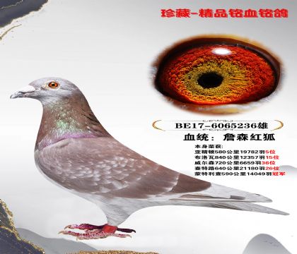 詹森 蒙特利查590公里14049羽冠军