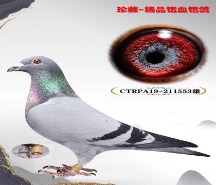 台湾明月赛鸽集团