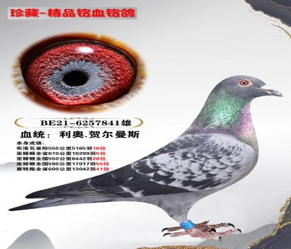 利奥.贺尔曼 亚精顿全省670 公里 10299羽5位