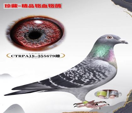 台湾明月赛鸽集团679