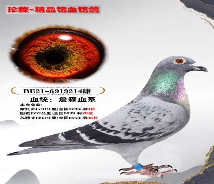 詹森 蒙托邦(518公里) 全国3296羽8位