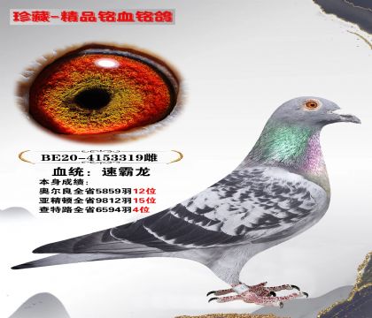 当前位置>信鸽拍卖首页>拍卖专题>查看拍卖商品>速霸龙 查特路全省