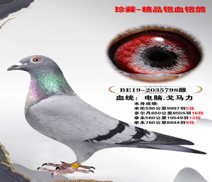 电脑戈马力020种鸽图片图片