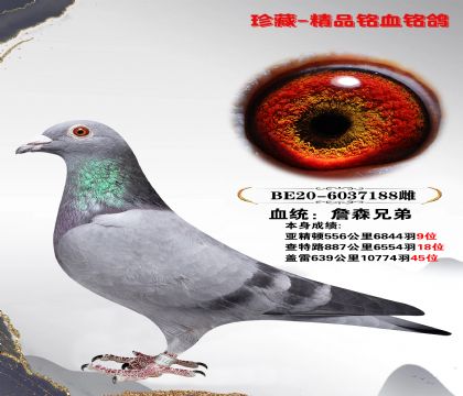 信鸽在线拍卖平台 - 中国信鸽信息网
