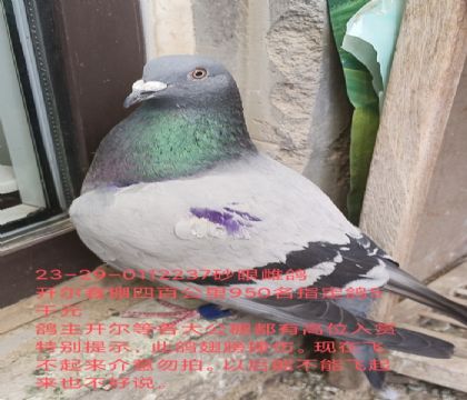 信鸽在线拍卖平台 - 中国信鸽信息网