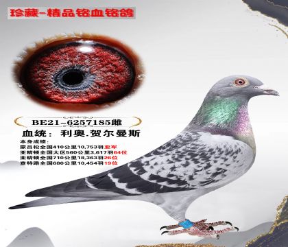 利奥.贺尔曼 蒙吕松全国410公里10,753羽亚军