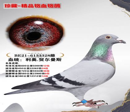 利奥.贺尔曼 亚精顿全国560公里23900羽8位