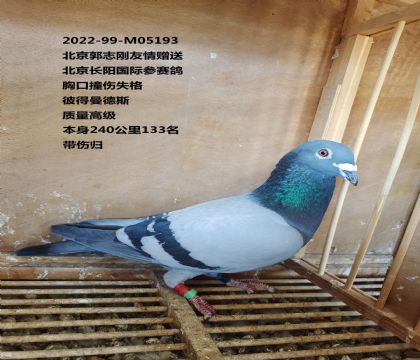 精品实战种鸽,幼鸽拍卖会! - 信鸽在线拍卖平台 - 中国信鸽信息网