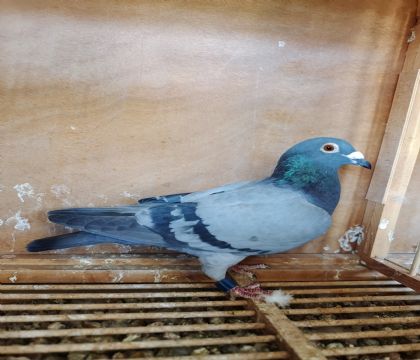 东方不败桑杰士-200公里亚军