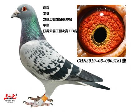 精品实战种鸽,幼鸽拍卖会! - 信鸽在线拍卖平台 - 中国信鸽信息网