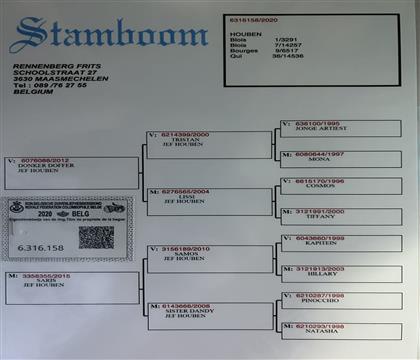 信鸽在线拍卖平台 - 中国信鸽信息网