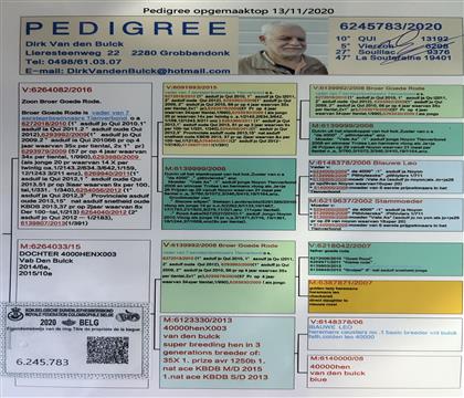 信鸽在线拍卖平台 - 中国信鸽信息网