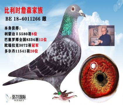 信鸽在线拍卖平台 - 中国信鸽信息网