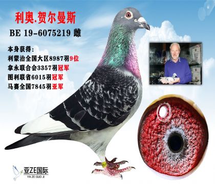 信鸽在线拍卖平台 - 中国信鸽信息网