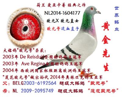 台湾飞鸿集团 - 中信网铭鸽展厅