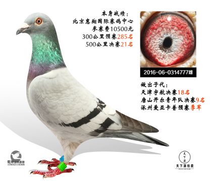2016年惠翔决赛获奖鸽图片