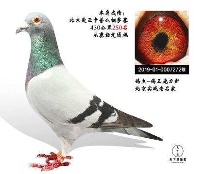 北京赛鸽名家陈文彬图片