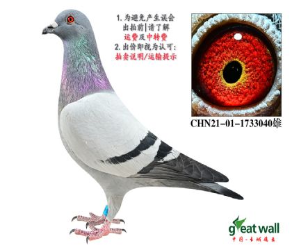 信鸽在线拍卖平台 - 中国信鸽信息网