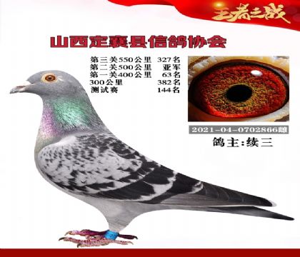 信鸽在线拍卖平台 - 中国信鸽信息网