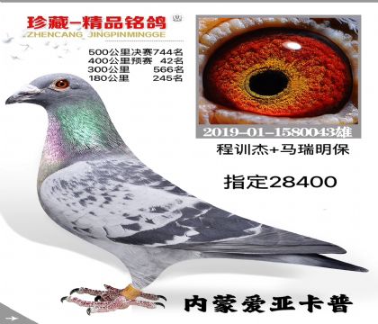 信鸽在线拍卖平台 - 中国信鸽信息网