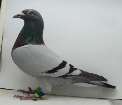 点击查看此商品大图片