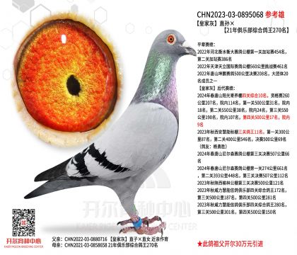 皇家灰直孙×21年俱乐部综合鸽王270名