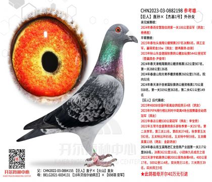 信鸽在线拍卖平台 - 中国信鸽信息网