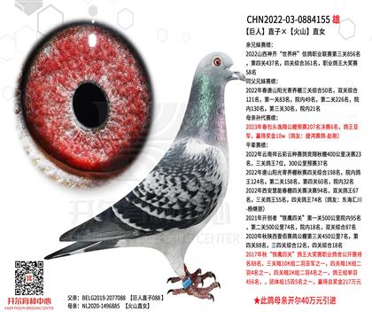 开尔鸽业 - 中信网铭鸽展厅