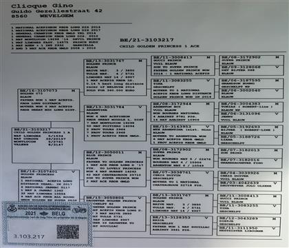 信鸽在线拍卖平台 - 中国信鸽信息网