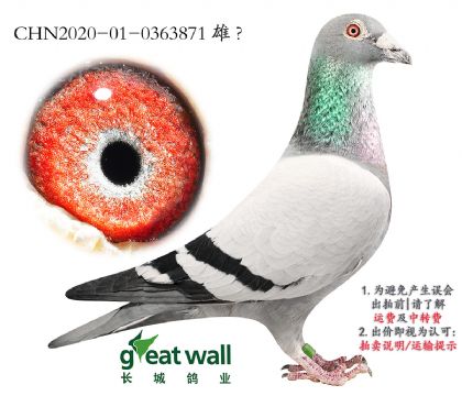 24.图尔斯003孙代.0363871