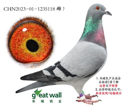 保时捷911孙代.1235118