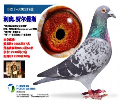 当前位置>信鸽拍卖首页>拍卖专题>查看拍卖商品>利奥.赫尔曼斯