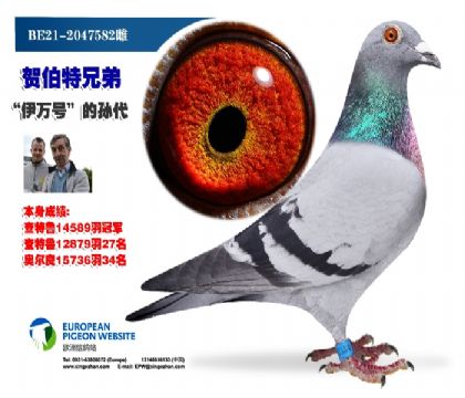 信鸽在线拍卖平台 - 中国信鸽信息网