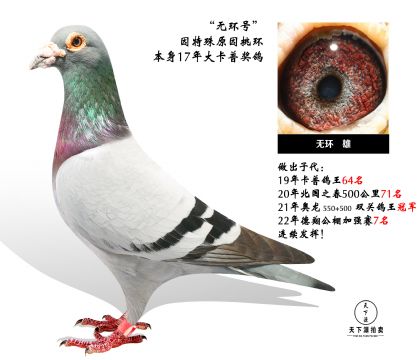 信鸽在线拍卖平台 - 中国信鸽信息网