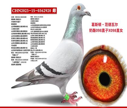 范德瓦尔奶酪098直子x098直女