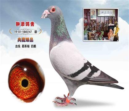 葛斯顿奶酪最高辈分