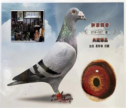 私环《葛斯顿奶酪小子最高辈分》作出