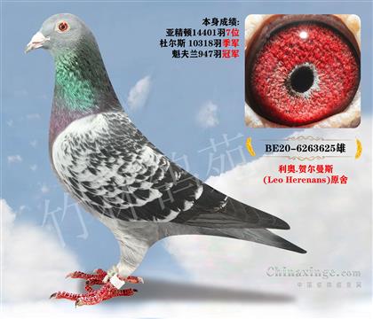 当前位置>信鸽拍卖首页>拍卖专题>查看拍卖商品>利奥,贺尔曼斯原舍