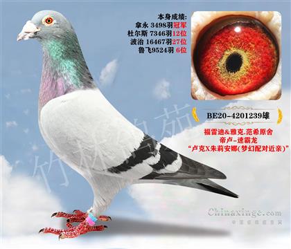速霸龙 卢克×朱莉安娜 梦幻配对近亲