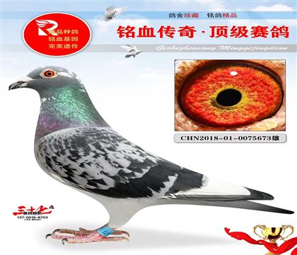 中华鸽业鸽王家族