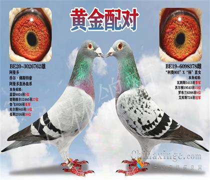 黄金配对;阿曼多×利奥003