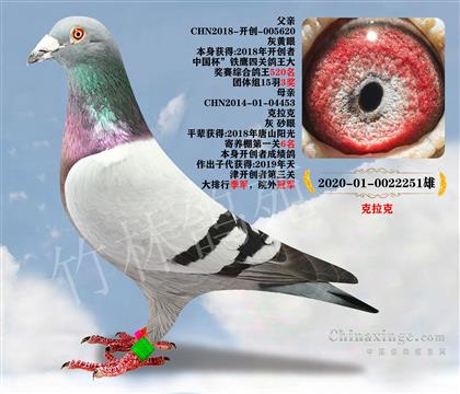 北京壹号鸽舍  克拉克 血系