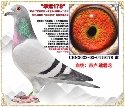 速霸龙"知名17配对近亲x幸运848直孙女"