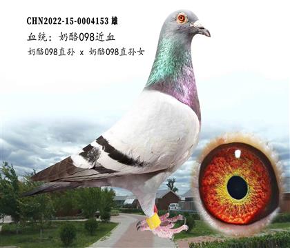 信鸽在线拍卖平台 - 中国信鸽信息网