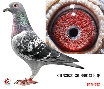 信鸽在线拍卖平台 - 中国信鸽信息网