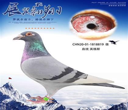 最好的 英格斯178近亲回血 作出