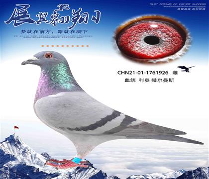 当今公棚飞的最好的利奥鸽系