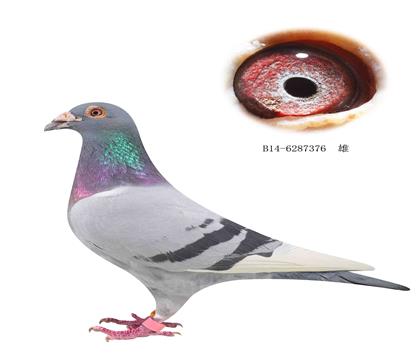 信鸽在线拍卖平台 - 中国信鸽信息网